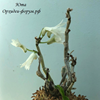 Dendrobium moniliforme yuryunomai